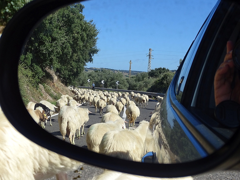 A sheep road block